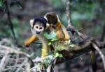 Squirrel monkey with baby